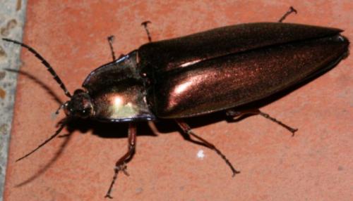 Campsosternus sp.