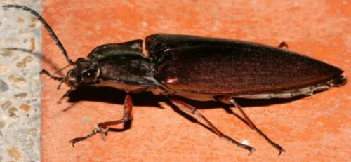 Campsosternus sp.