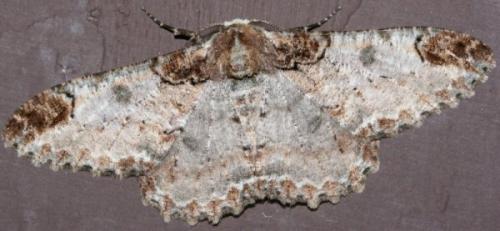 Amraica sp.