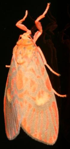 Barsine sp.
