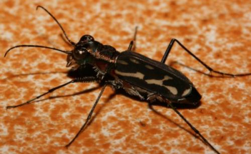 Cicindelinae