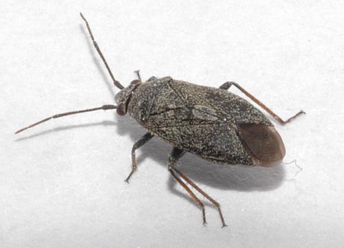 Réf. 19 330 : Heterocordylus tibialis