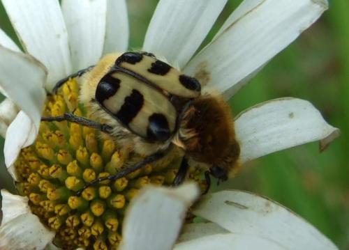 Réf. 19 617 : Trichius sp.