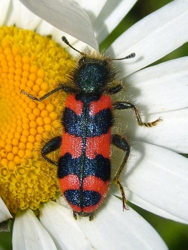 Réf. 19 589 : Trichodes alvearius