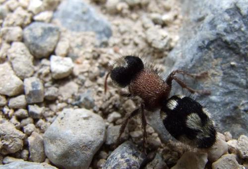 Réf. 19 620 : Ronisia barbarula