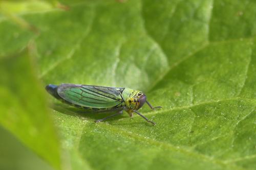 Réf. 19 947 : Cicadella viridis