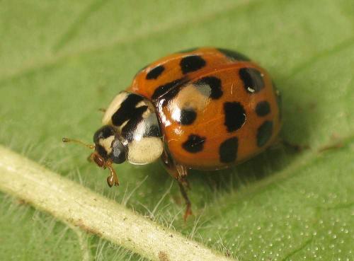 Harmonia axyridis