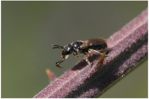 Lasioglossum sp.