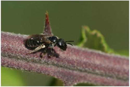 Lasioglossum sp.