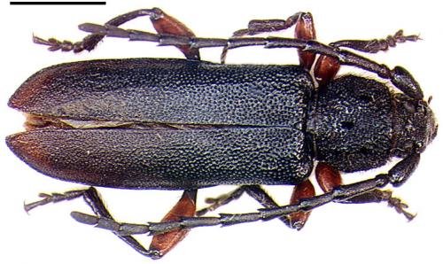 Ropalopus varini