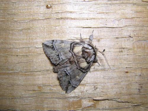 Drymonia velitaris