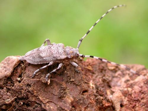 Réf. 19 634 : Acanthocinus aedilis
