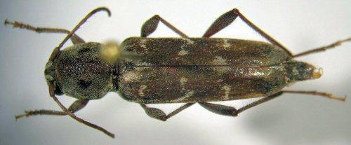 Xylotrechus stebbingi