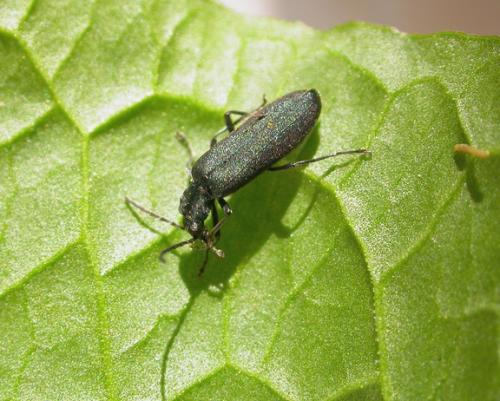 Réf. 19 400 : Ischnomera caerulea