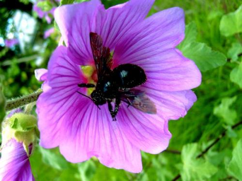 Xylocopa sp.