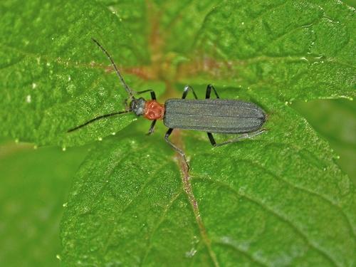 Réf. 19 401 : Ischnomera sanguinicollis