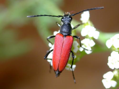 Anastrangalia sanguinolenta