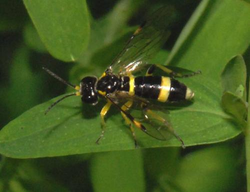Zonuledo zonula