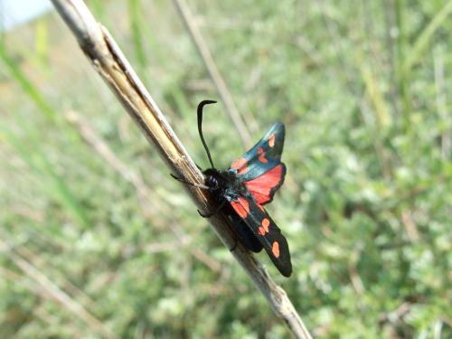 Zygaena trifolii