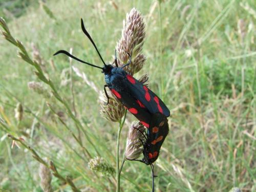Zygaena filipendulae