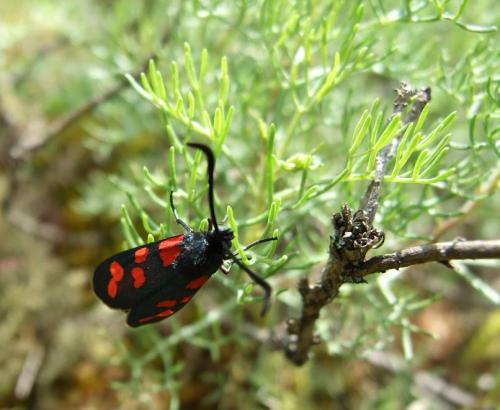Réf. 19 597 : Zygaena transalpina