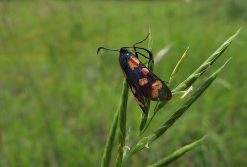 Zygaena transalpina
