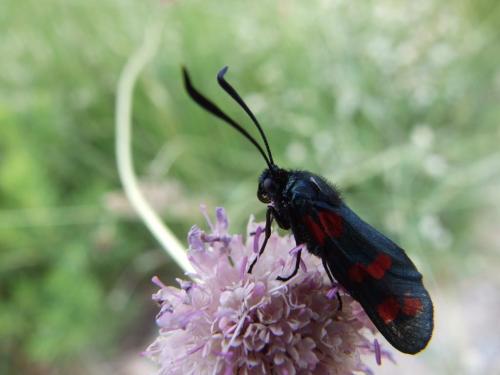 Zygaena filipendulae