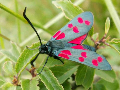 Zygaena filipendulae