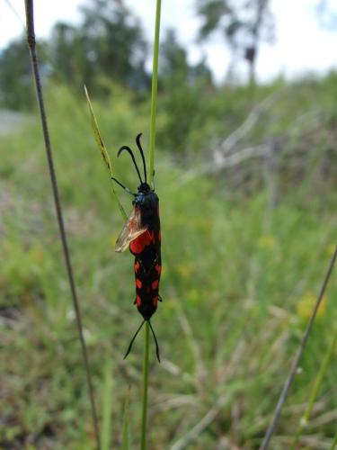 Zygaena transalpina