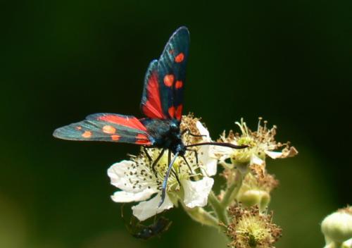 Zygaena ephialtes