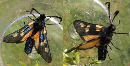 Réf. 19 432 : Zygaena trifolii