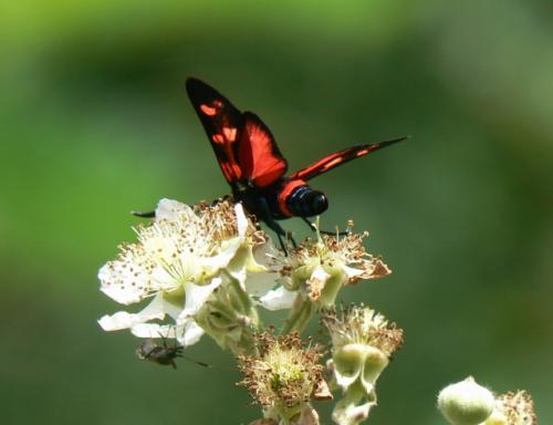 Zygaena ephialtes