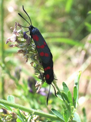 Zygaena filipendulae
