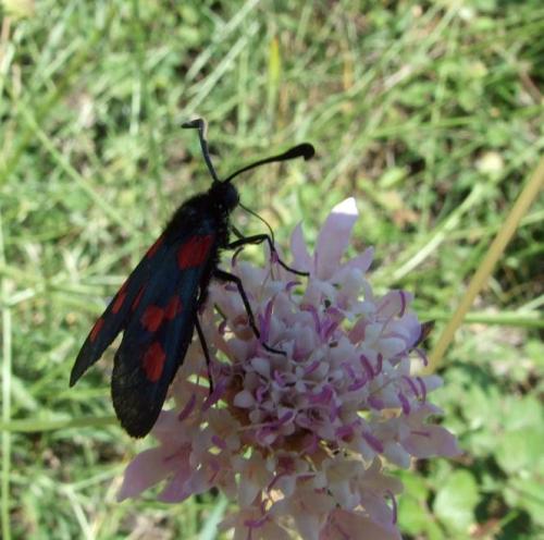 Zygaena sp.