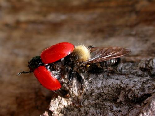 Réf. 19 948 : Laphria ephippium