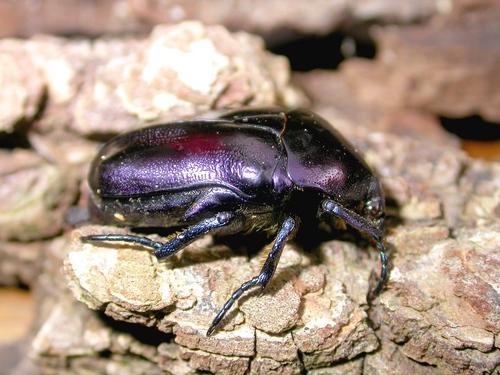 Eupotosia mirifica