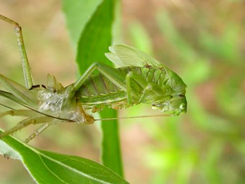 Tettigonia viridissima