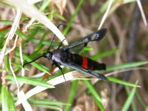 Réf. 19 894 : Synanthedon stomoxiformis
