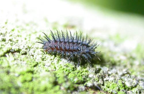 Réf. 19 254 : Chilocorus sp.
