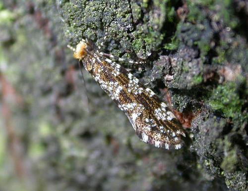 Triaxomera parasitella