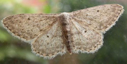Réf. 19 322 : Idaea seriata