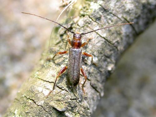 Poecilium lividum