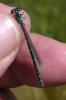 Coenagrion mercuriale