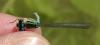 Coenagrion mercuriale
