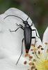 Rutpela nigra