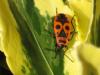 Pyrrhocoris apterus
