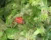 Pyrrhocoris apterus