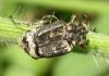 Valgus hemipterus