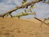 19438 – Photo : A Foucart – Mauritanie