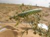 19440 – Photo : A Foucart – Mauritanie